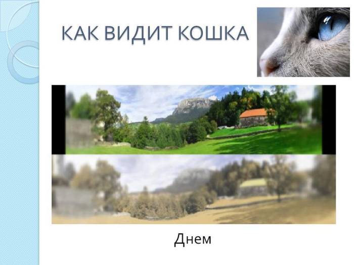 Как видят кошки: различают ли цвета, хорошо ли ориентируются в темноте и другие аспекты
