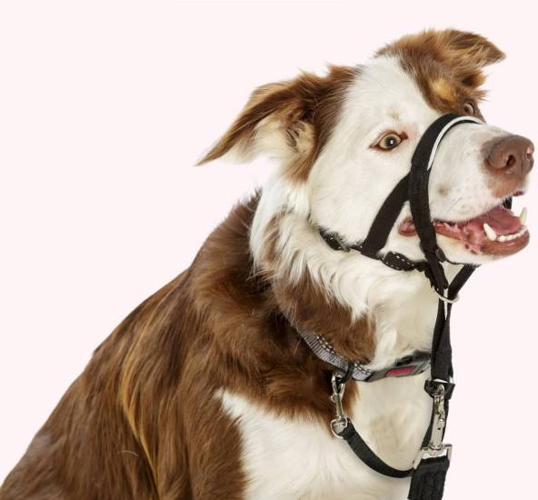 Недоуздок для собаки: как устроен, как приучить, советы