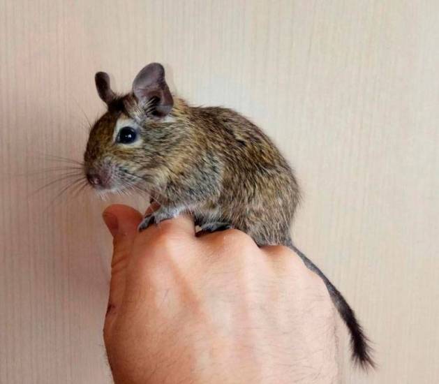 Белка дегу. образ жизни и среда обитания белки дегу