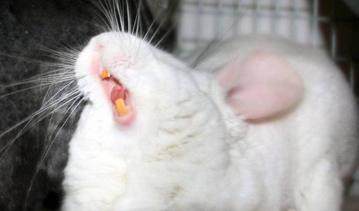 Зубы у шиншиллы (количество, описание, заболевания, лечение)