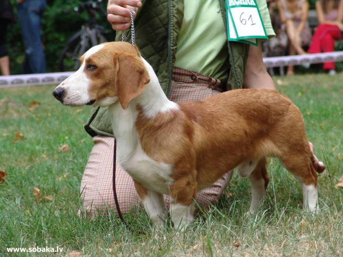 166. древер (шведский таксообразный брак). энциклопедия собаки. охотничьи собаки
