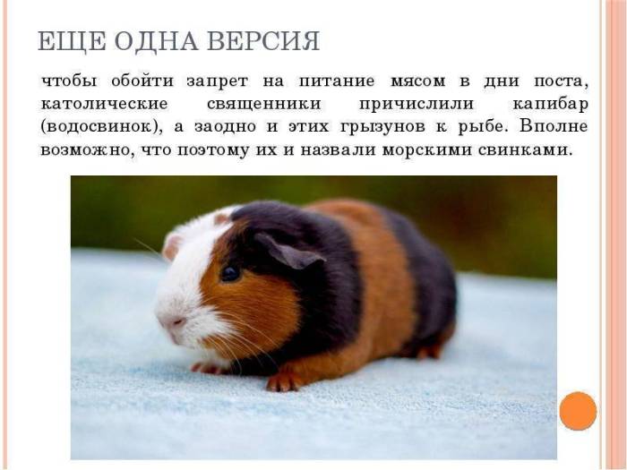 Кто такие морские свинки и как они выглядят