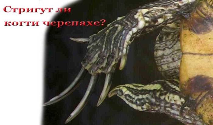Как правильно ухаживать за сухопутной черепахой в квартире