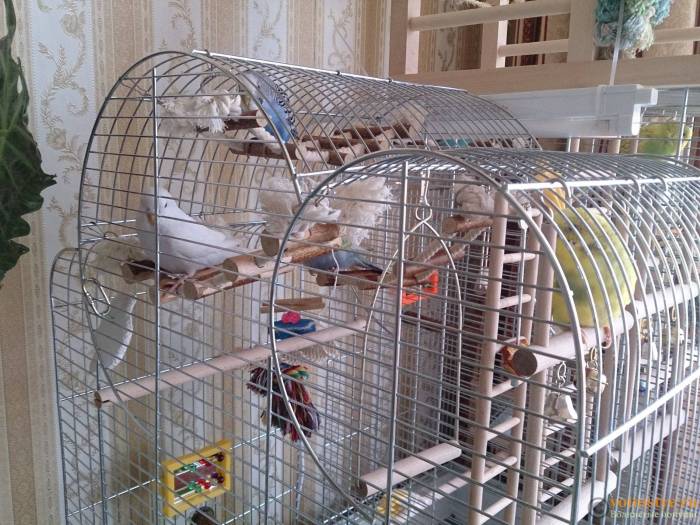 Первые дни волнистого попугая дома: адаптация после покупки, почему мечется по клетке или не чирикает, как понять, что попугай адаптировался