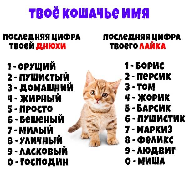 Красивые клички для кошек и котят девочек