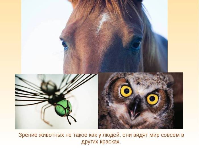 Глаза у собаки какие — сайт эксперта по животным — howmeow