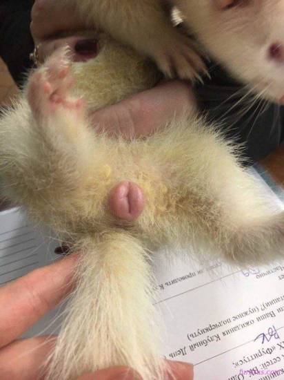 Хорек (фото) дикий - чем он опасен? хорек дикий - виды и их описание