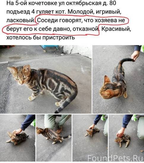 Сколько дней по времени кошка просит кота - 4 фактора