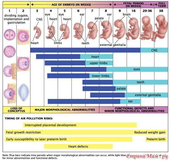 Беременность кошки: течение процесса и признаки по неделям
