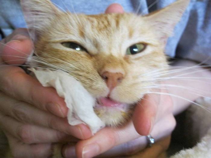 Как лечить стоматит?