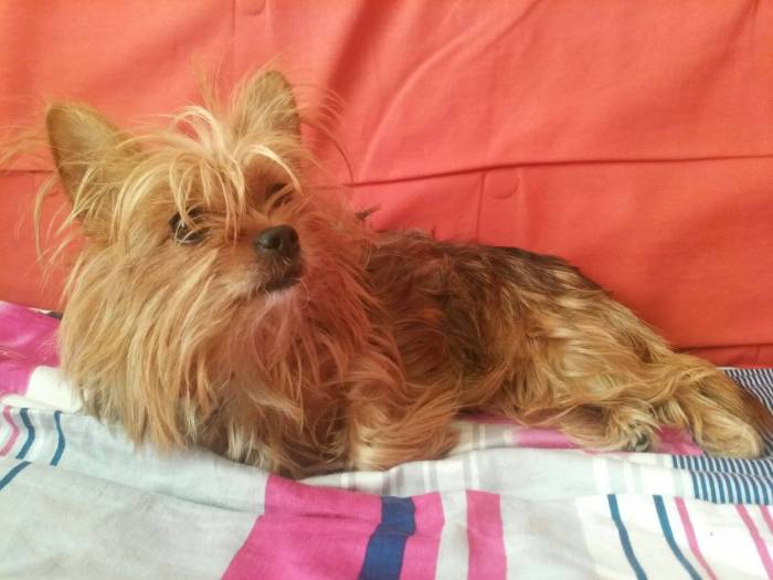 Метис йорка и чихуахуа чорки: как выглядит смесь пород собак на фото, а также каким здоровьем обладает помесь питомцев