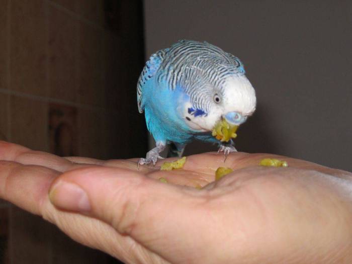Как приручить волнистого попугая к рукам: советы новичку