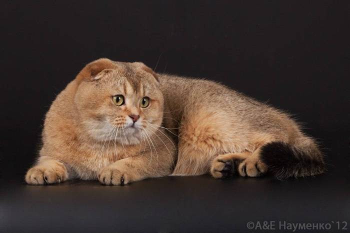 Питомники шотландских кошек в москве и санкт-петербурге