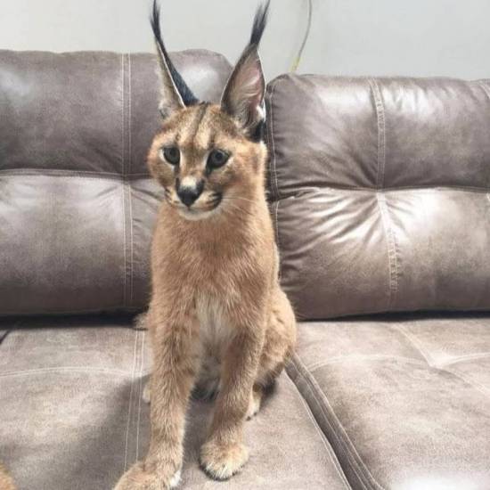 Порода домашних кошек, похожая на рысь, c кисточками на ушах