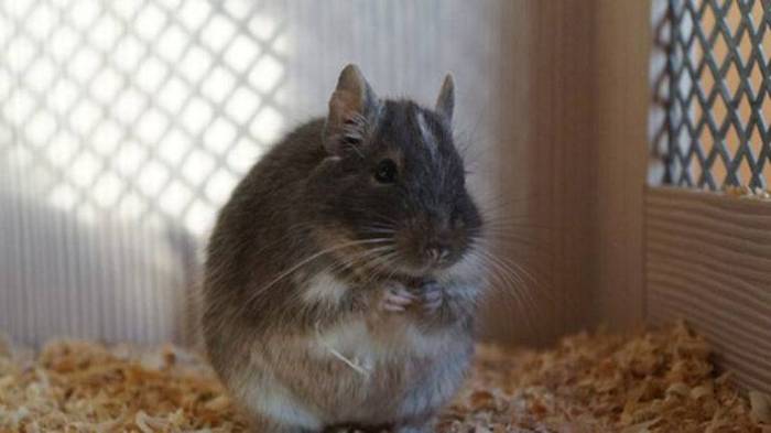 Аденовирусная инфекция у детей: симптомы и лечение, диагностика, осложнения