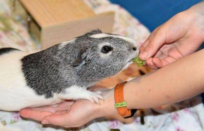 Уход за морской свинкой и ее содержание в домашних условиях