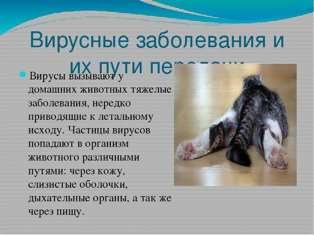 Памятка для населения о мерах профилактики природно-очаговых инфекционных заболеваний (зоонозов) | гбуз "црб ольховского муниципального района" - с. ольховка