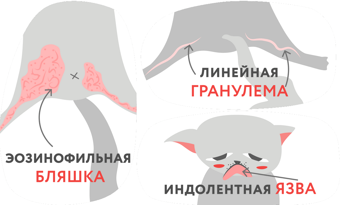 Эозинофильная гранулема у кошек: причины, симптомы, лечение и советы для заводчиков | ваши питомцы