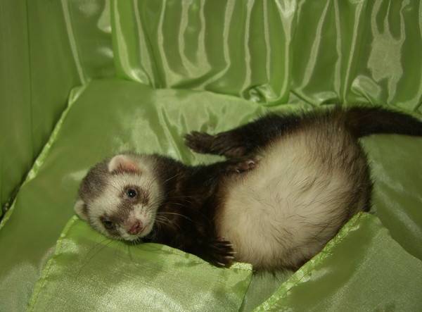 ✅ воняют ли хорьки и почему, как избавиться от запаха - cvetochki-rostov-na-donu.ru