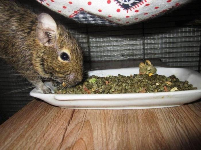 Что едят белки кроме орехов и чем их кормить в парке