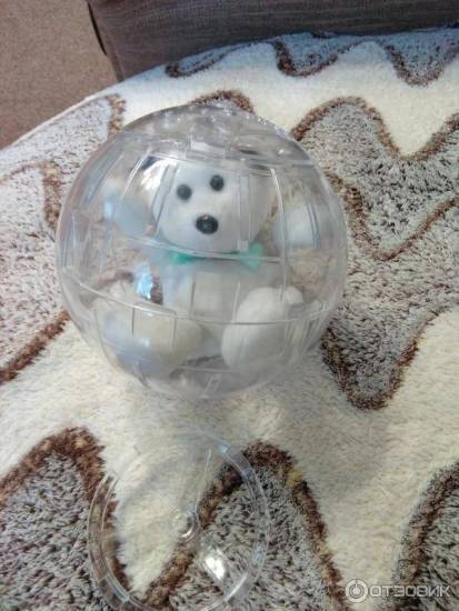 Использование прогулочного шара для хомяка: для чего он нужен, как правильно выбрать