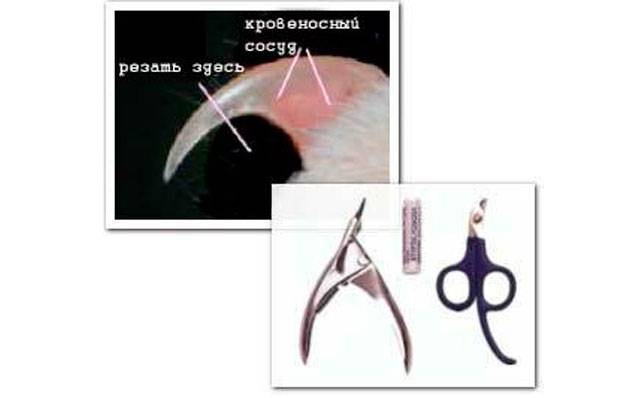 Для чего собакам нужны усы