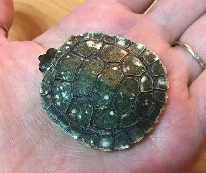 Болезни красноухих черепах: симптомы, лечение и профилактика