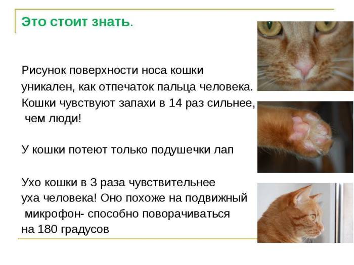 Почему у котенка воняет изо рта: питание, заболевания зубов