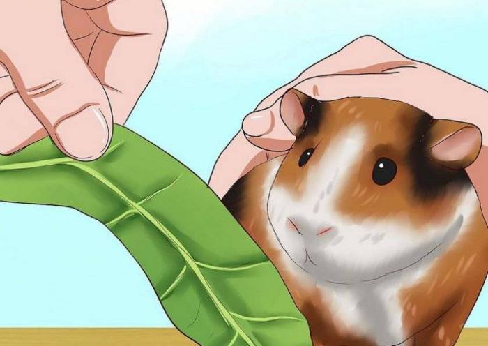 Как приручить морскую свинку к рукам человека, любят ли животные сидеть на руках хозяина