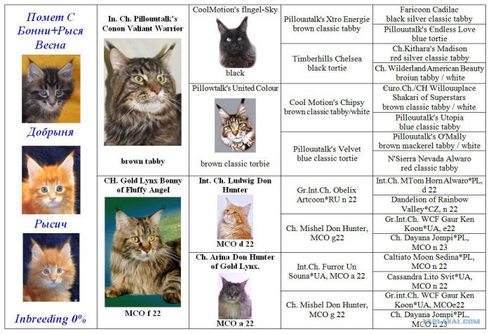 Имена для котов мейн кунов, мальчиков и девочек