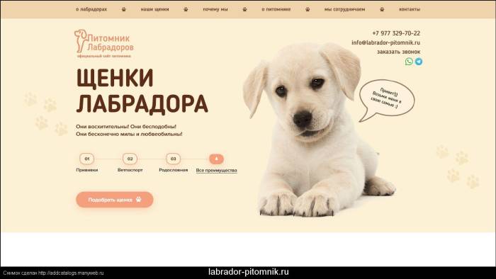 Лабрадор черный, шоколадный, карликовый белый и другие разновидности породы с фото