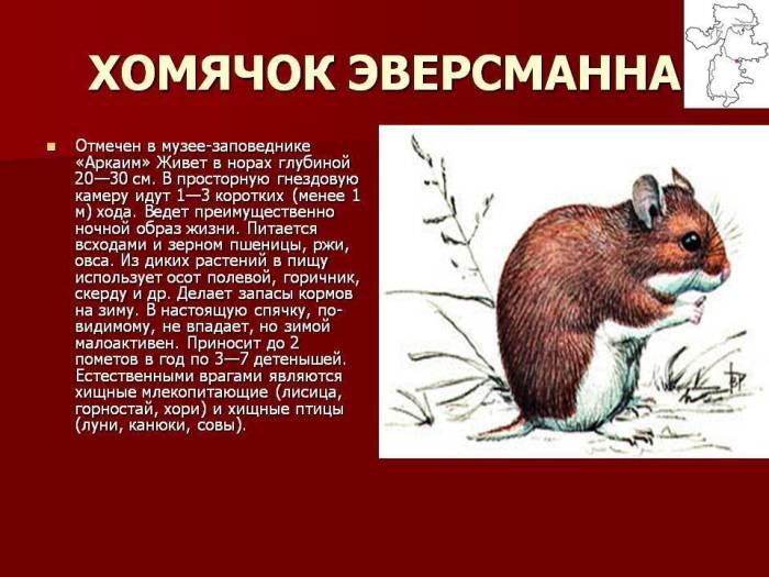 Хомяк Эверсманна: особенности породы, условия обитания, правильный уход и содержание