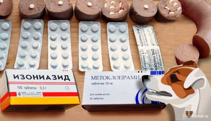 Отравление у кошки: ядами, бытовой химией, продуктами, цветами. симптомы, лечение | звери дома