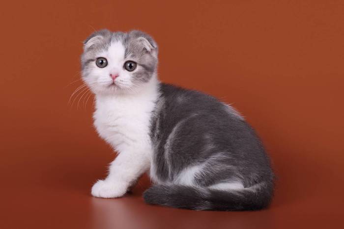 Британская (шотландская) вислоухая кошка