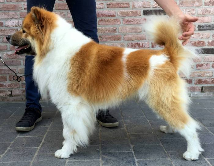 Тайская кошка: описание породы, фото, окрасы, характер, отзывы владельцев, сколько лет живут и чем отличается от сиамской?