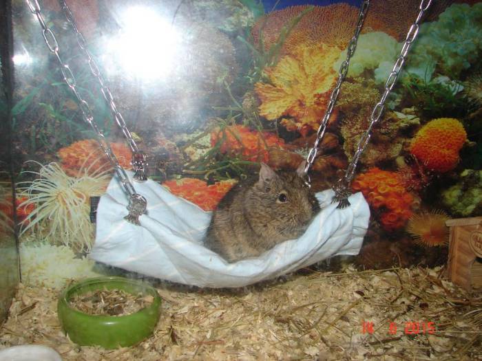 Клетка для дегу своими руками: как, из чего сделать клетку для дегу своими руками