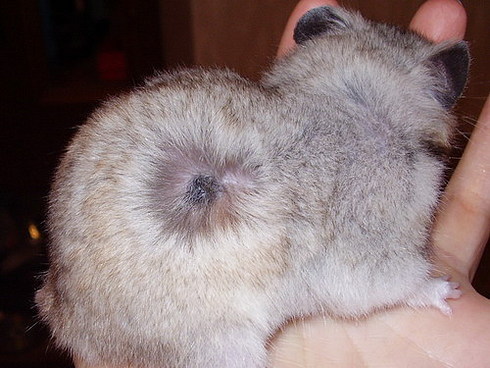Болезни кожи у хомяков: лишай, парша, дерматофитоз