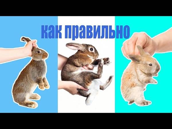 Кроликов держат за уши