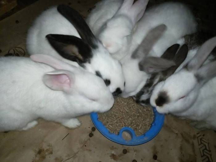 Почему декоративный кролик кусается - как отучить от этого