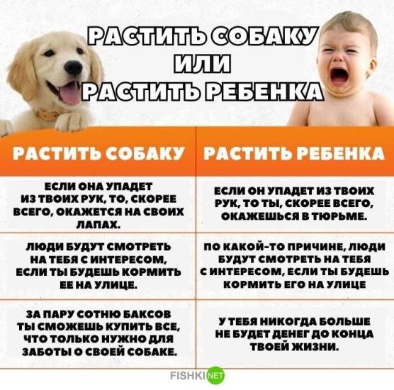 Стоит ли заводить собаку в квартире: 5 причин решиться и с чего можно начать