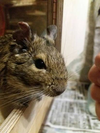 Почему хомяк пищит, кричит, издает странные звуки