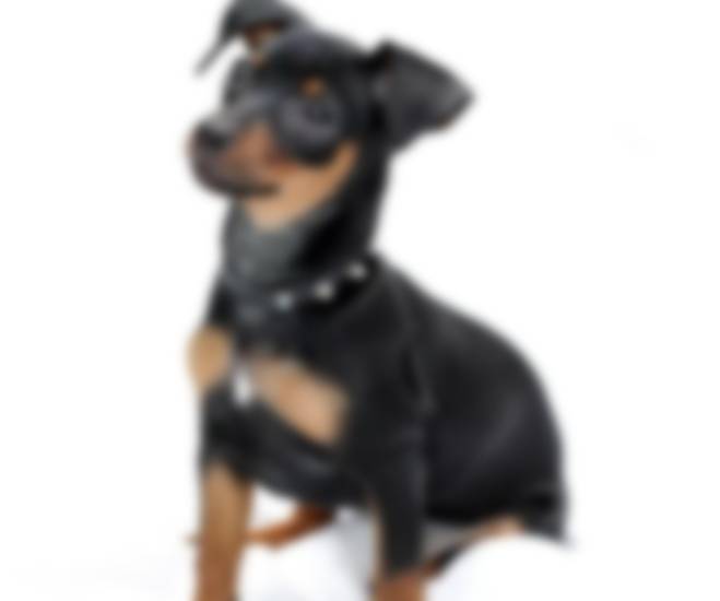 Карликовый пинчер (цвергпинчер): особенности характера, воспитание