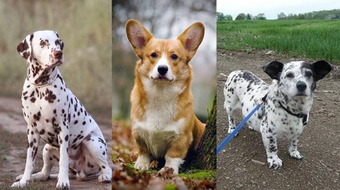 Помеси шпица с собаками других пород (метисы)