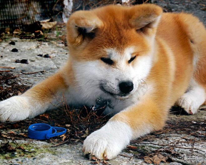 Акита-ину: история породы, характер, здоровье, интересные факты