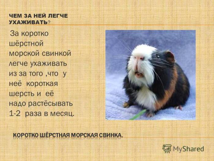 Сколько живет морская свинка, от чего зависит, как увеличить