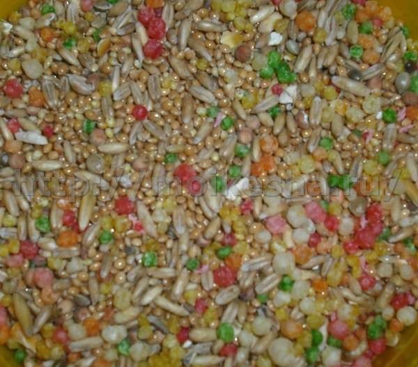 Можно ли попугаям пшено: почему, сколько, польза и вред для птиц