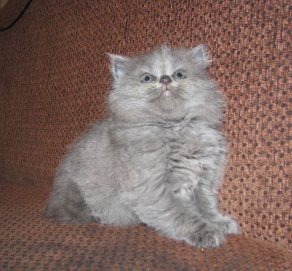 Британские длинношерстные кошки: описание породы, характер, здоровье