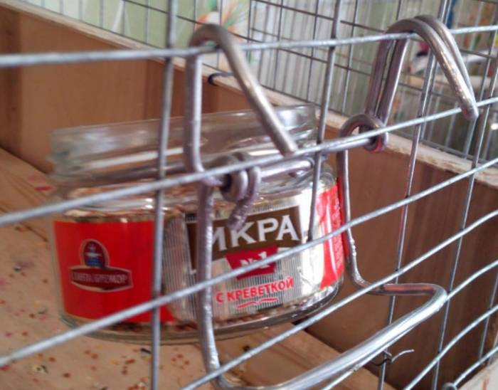 Кормушка для попугаев: виды, изготовление своими руками