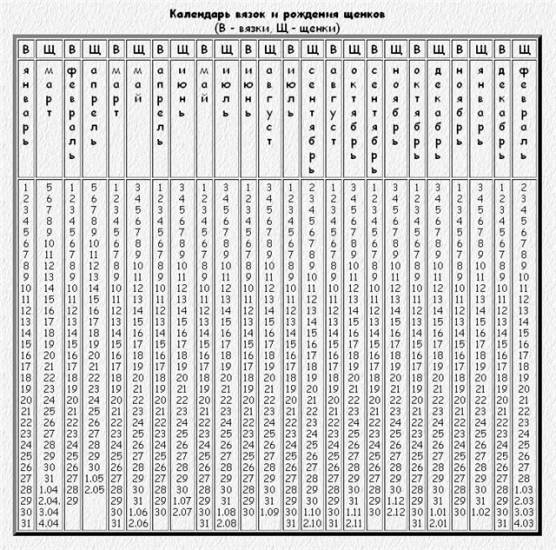 Подробный календарь беременности у собак по дням в течении всего периода