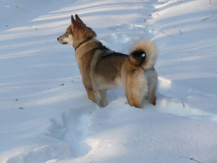 Западносибирская лайка: гордость россии